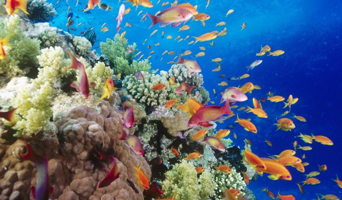 Agatti Coral Reef