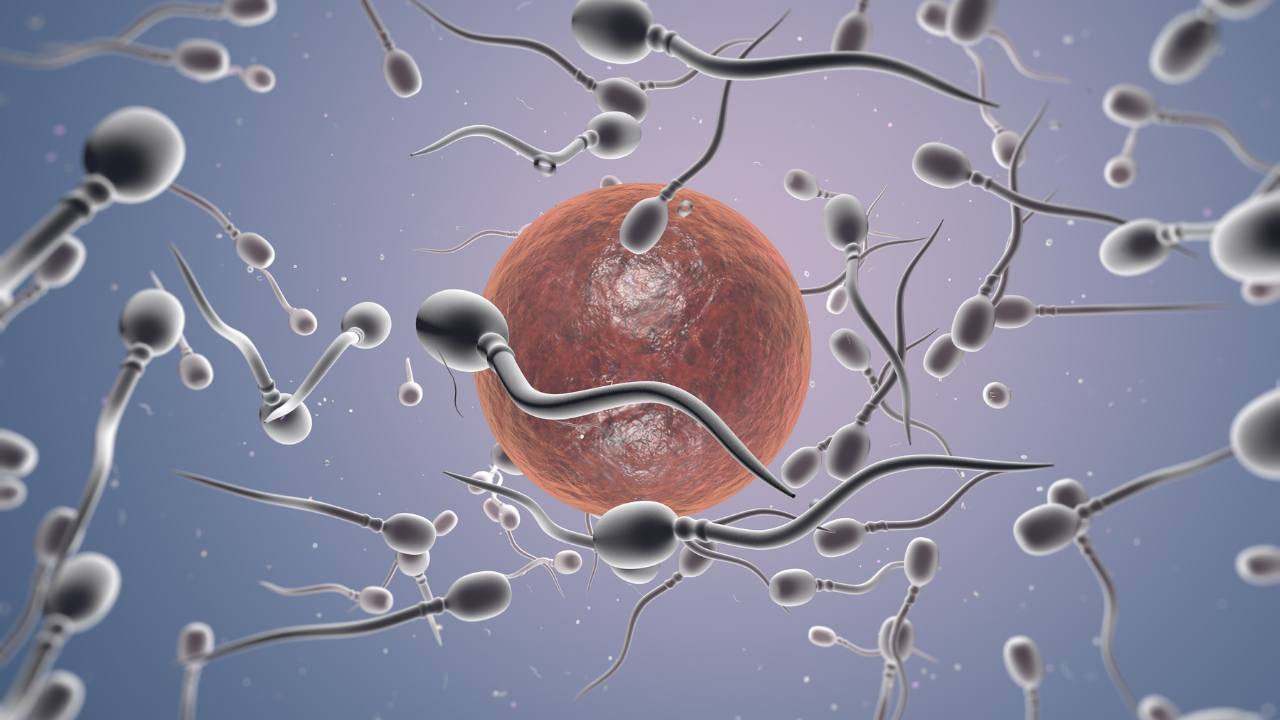 Temperature Sensitivity of Sperm